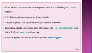 Mature ovum is expelled from the